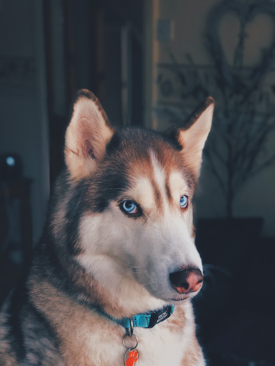 Cão pequeno de pelo branco deitado em uma almofada