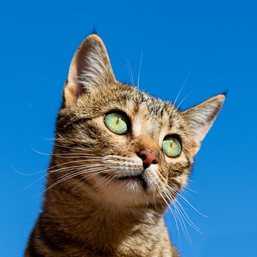 Gata preta de olhos amarelos deitada em uma superfície clara