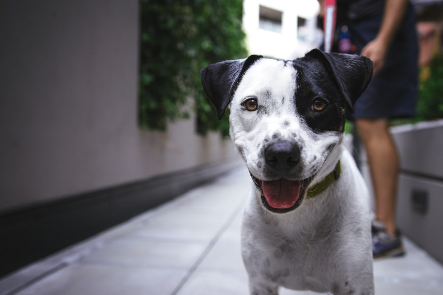 Cão preto e branco correndo em área aberta
