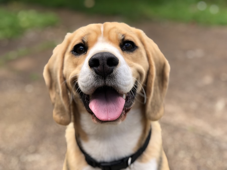 Cão de porte grande sentado no gramado com a lingua para fora
