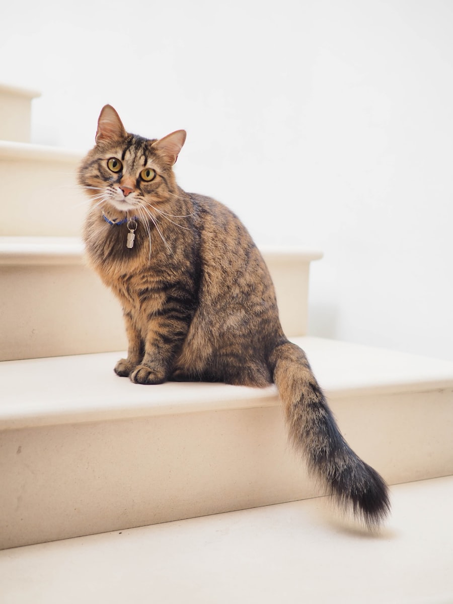 Gato cinza de olhos amarelos sentado ao lado de uma janela