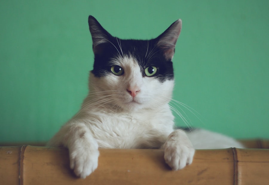 Gata de pelagem clara com olhos verdes sobre um cobertor