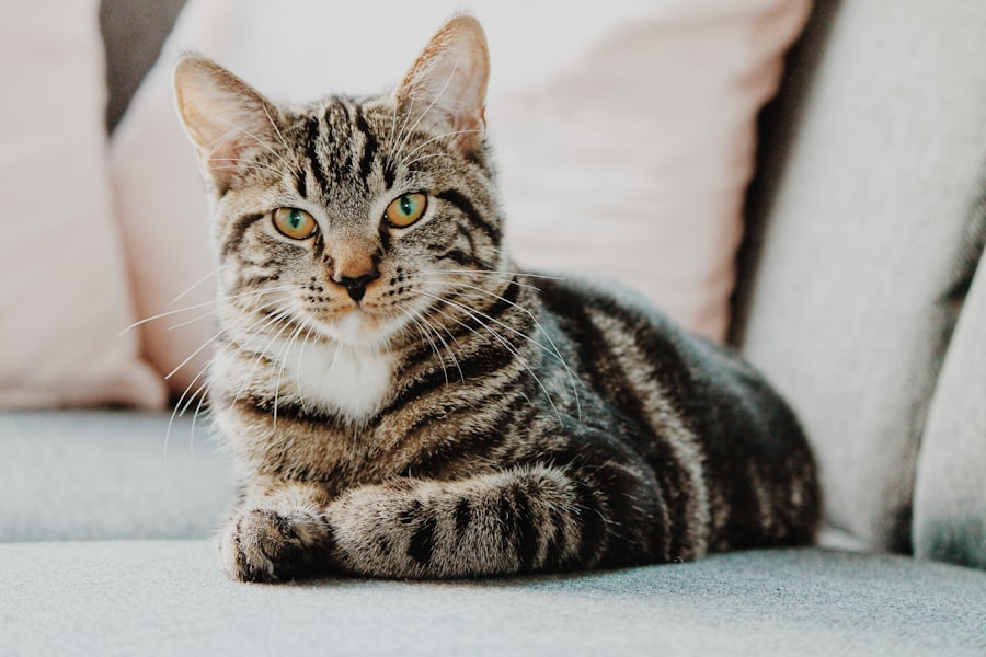 Gata malhada em cima de uma cama olhando para cima