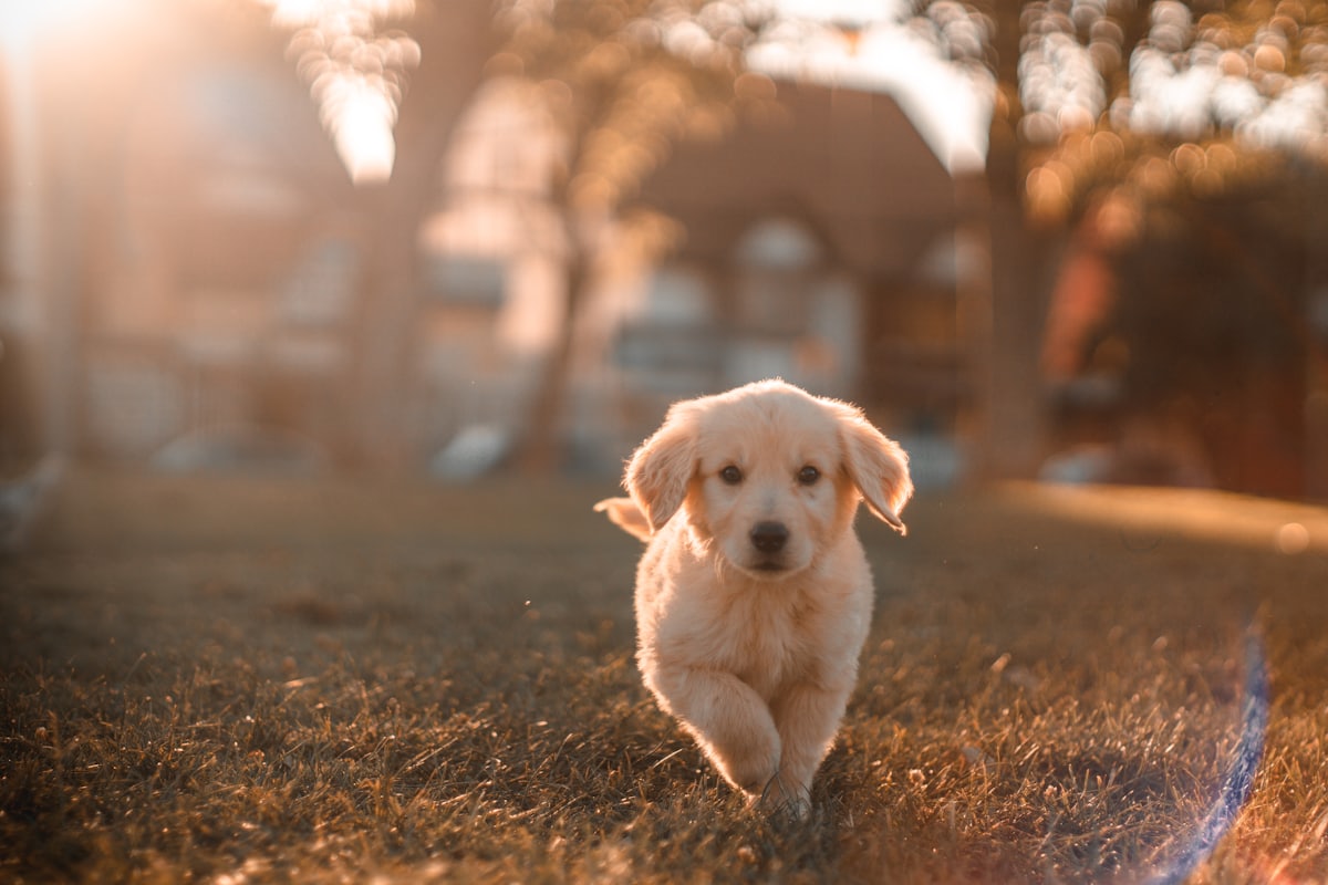 Veterinária examinando um cachorro em consultorio